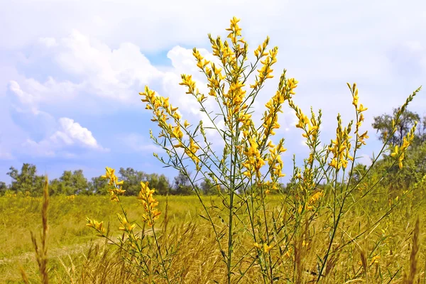 Rostlina s jasně žlutými květy — Stock fotografie