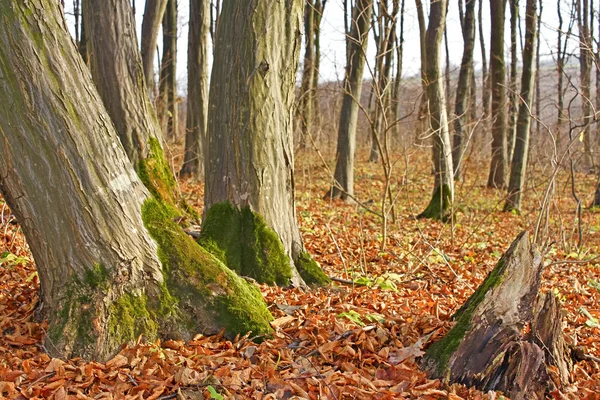 Hainbuchenstämme im Herbst — Stockfoto