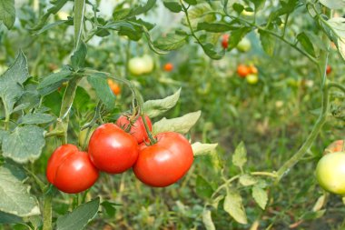 serada domates demet