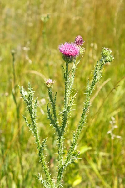 Flor de cardo no prado — Fotografia de Stock