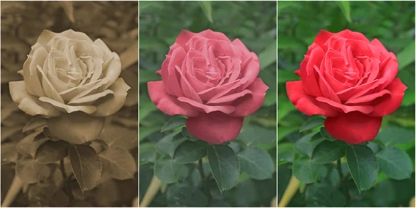 Красная роза в Сепии, старом и современном стилях — стоковое фото