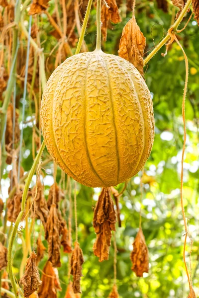 Big ripe melon in greenhouse — Stock Photo, Image