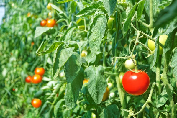 Red tomatoes in greenhouse — Stock Photo, Image