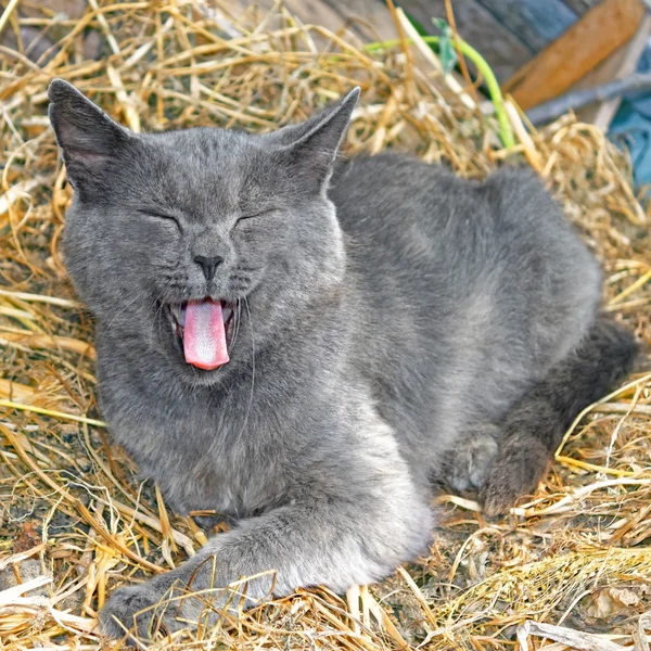 Gato cinza deitado no feno e bocejo — Fotografia de Stock