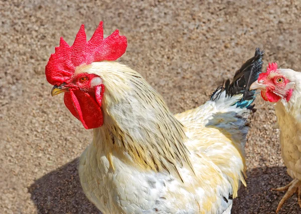 Cock and hen on the poultry yard — Stock Photo, Image