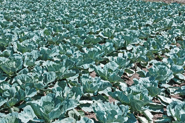 Cabbage cultivation in soil — Stock Photo, Image