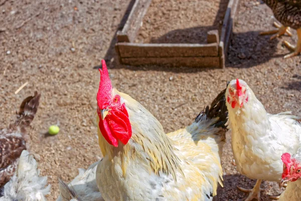 Cock and several hens on the poultry yard — Stock Photo, Image