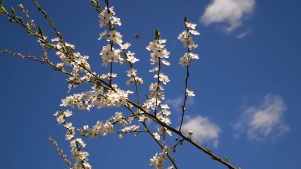 Floração Ameixa Cereja Latim Prunus Cerasifera Primavera Fundo Céu Azul — Vídeo de Stock