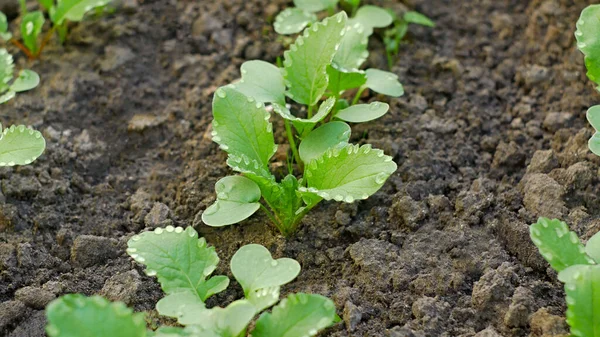 Radish Plants Symmetrically Placed Water Drops Green Leaves Growing Soil — Stock Photo, Image