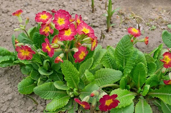 Primrose Primula Vulgaris Latin Fleurit Abondamment Avril Sur Sol Dans — Photo