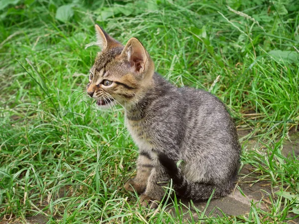 Pretty Tabby Small Kitten Sitting Green Grass Ground Meowing Summertime — Stock Photo, Image