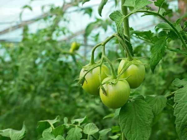 Group Green Unripe Tomatoes Hanging Growing Film Wooden Greenhouse Summertime — Stock Photo, Image