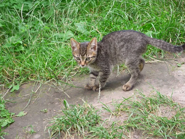 Verbazingwekkende Speelse Tabby Kleine Kitten Wandelen Buiten Grond Tussen Groen — Stockfoto