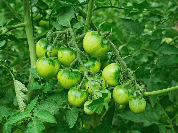 Grüne Unreife Tomatenpflanzen Die Gewächshaus Wachsen Und Reifen Nahaufnahme — Stockfoto