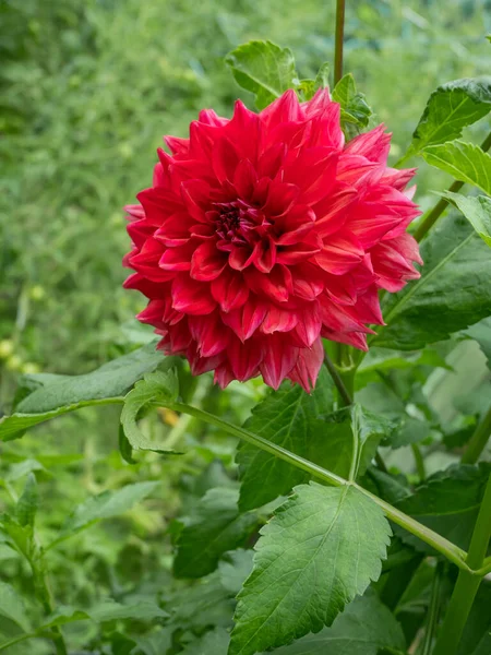 Fleur Dahlia Rouge Unique Fleurissant Sur Lit Fleurs Par Une — Photo