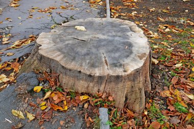 Huge stump without bark left from a tree that grew between the sidewalk and the lawn and a lot of fallen mistletoe around, autumn time