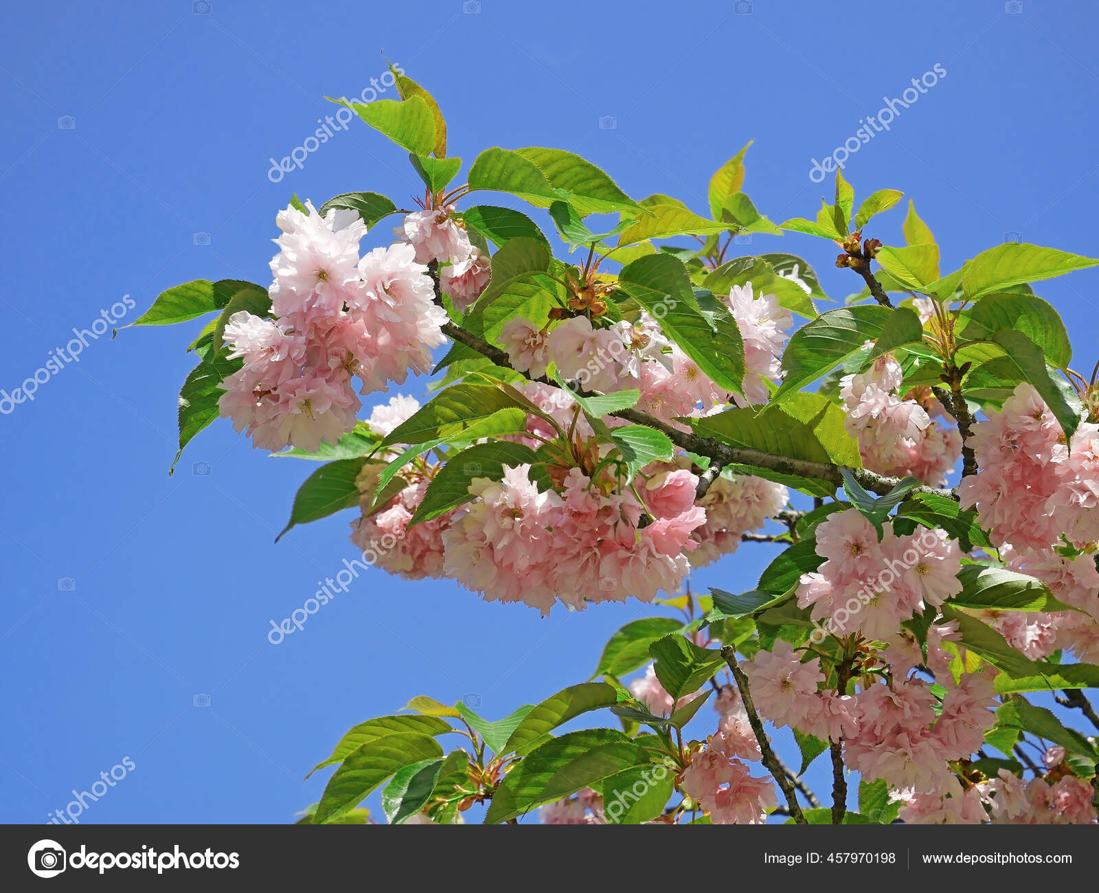 images Blossom Pink Flowers Names And Pictures depositphotos