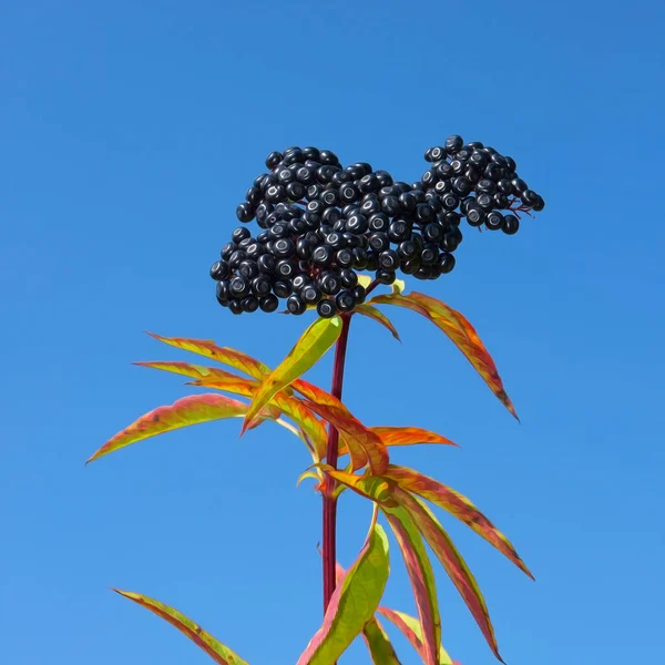 Superior Herbácea Salvaje Año Con Bayas Maduras Contra Cielo Azul — Foto de Stock