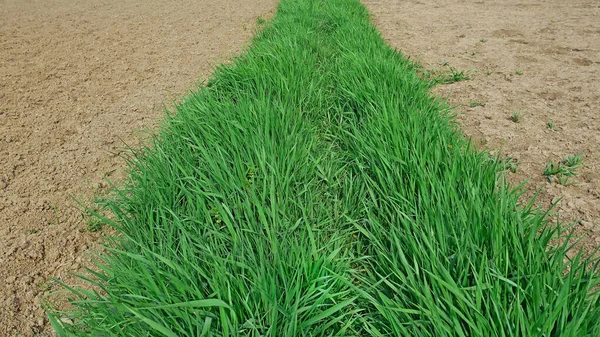 Strip Young Fresh Green Cereal Grass Areas Cultivated Soil Both — Stock Photo, Image