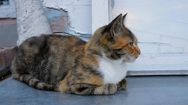 Tabby Wit Mooi Kitten Zitten Nog Steeds Vlak Bij Muur — Stockfoto