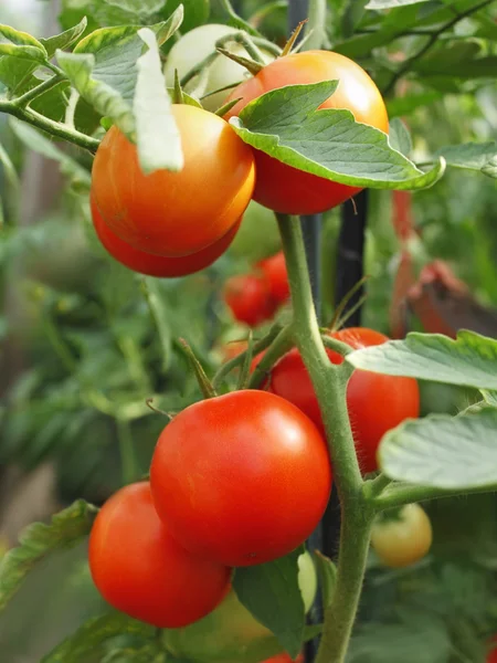 Tomates monte close-up — Fotografia de Stock