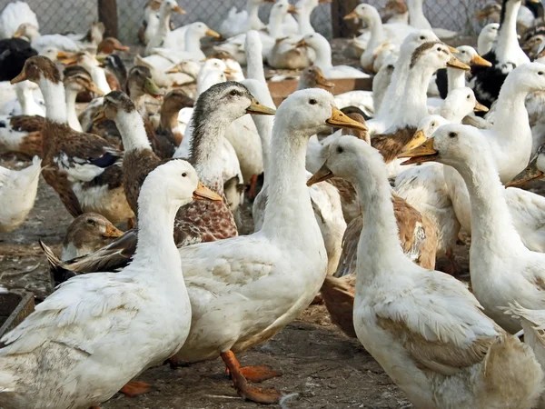 Binnenlandse eenden in de tuin van pluimvee — Stockfoto