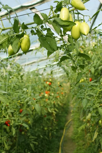 Oblong green tomatoes hanging in hothouse — Stock Photo, Image