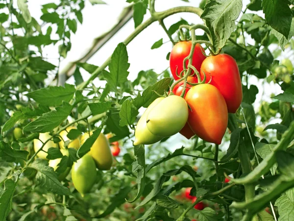 Ramo de tomates rojos oblongos — Foto de Stock