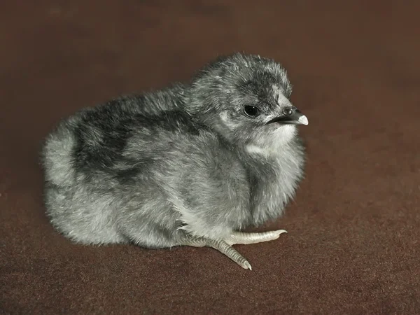 小さな灰色のふわふわ鶏 — ストック写真