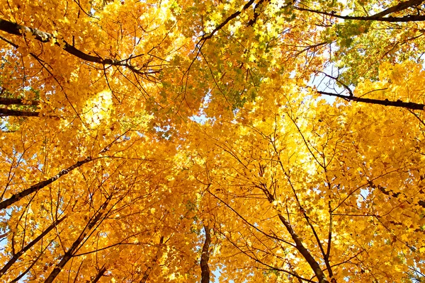 Bright yellow maple crown tops in autumn — Stock Photo, Image