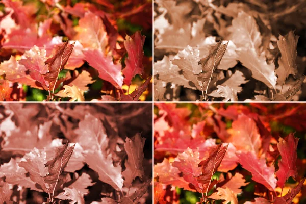 Eichenblätter im Herbst in vier Varianten — Stockfoto