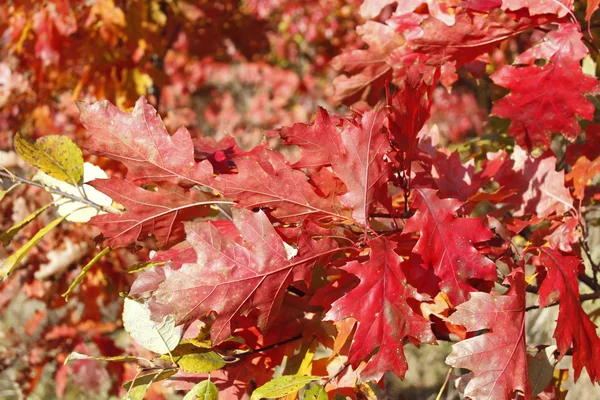 Brindille de chêne aux feuilles rouge vif — Photo