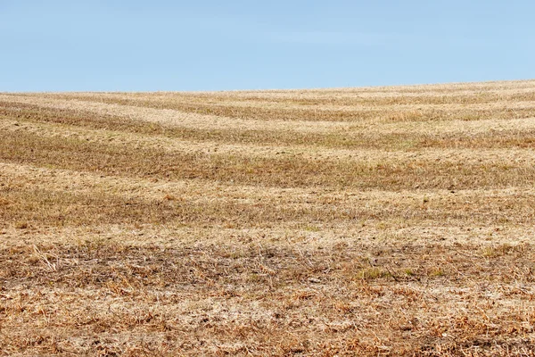 Autumn field after harvesting soybean