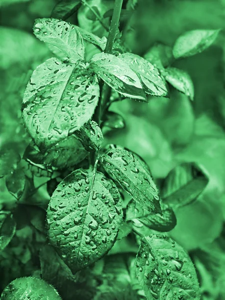 Rose verlaat met waterdruppels afgezwakt in het groen — Stockfoto