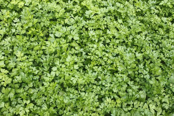 Plantas verdes de perejil de hoja — Foto de Stock