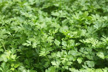 Green plants of parsley clipart