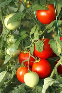 Bunch of red tomatoes in greenhouse clipart