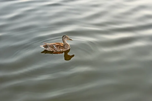 Lonely mallard on calm water