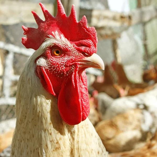 Adult rooster on the poultry yard — Stock Photo, Image