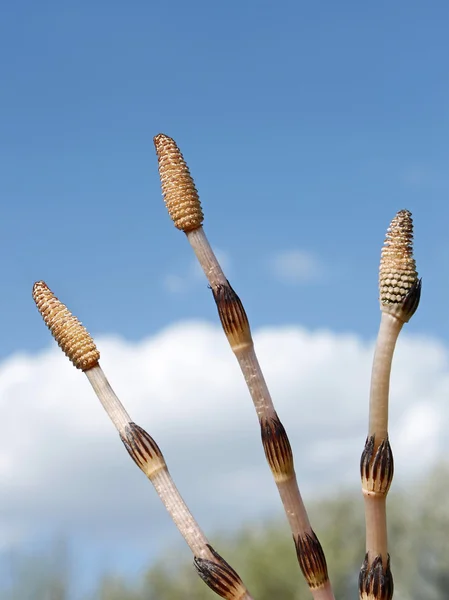 Three horsetail shoots against the sky — Stock Photo, Image