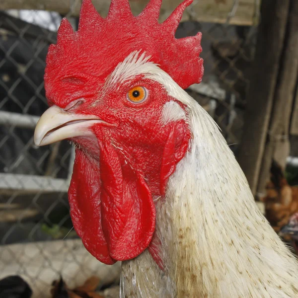 ไก่ผู้ใหญ่ในสวนสัตว์ปีก — ภาพถ่ายสต็อก