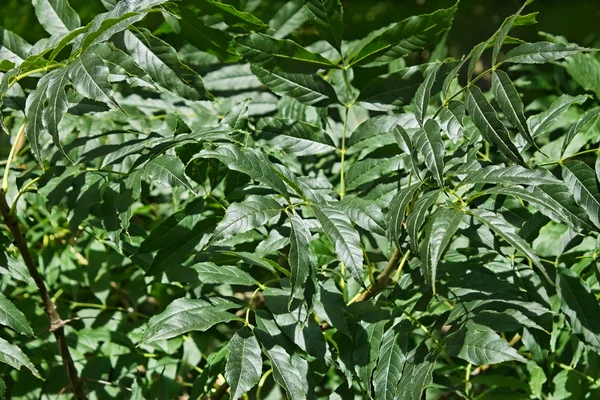 재 나무의 녹색 잎 — 스톡 사진