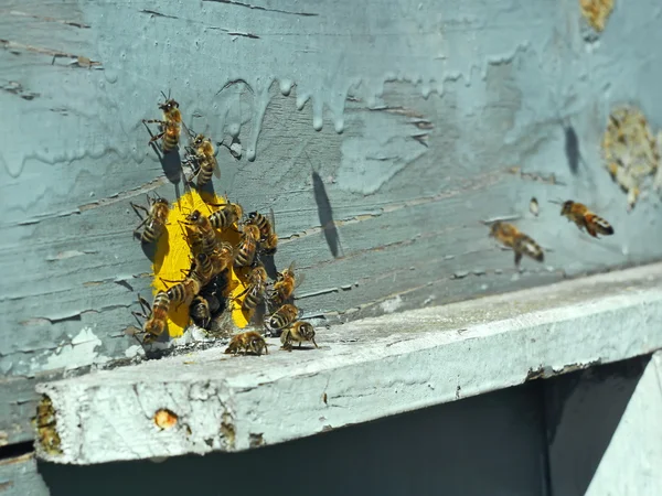 Las abejas en el agujero de la colmena — Foto de Stock