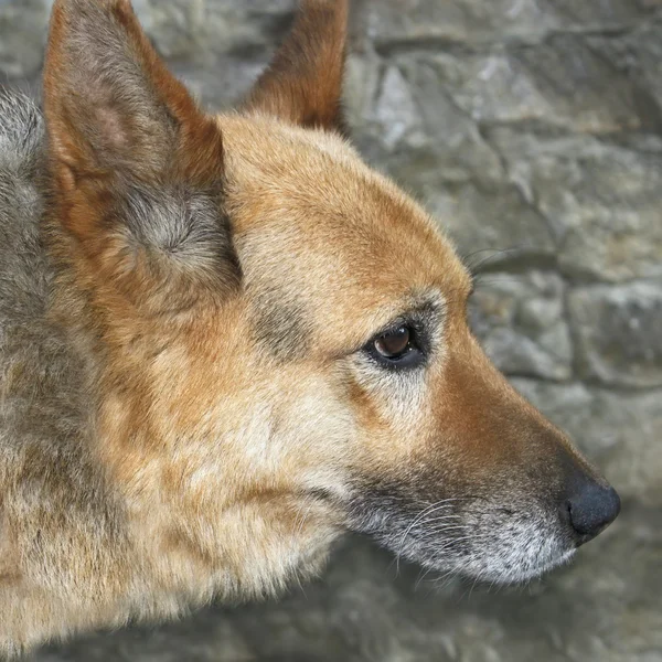 Cão velho ao ar livre — Fotografia de Stock