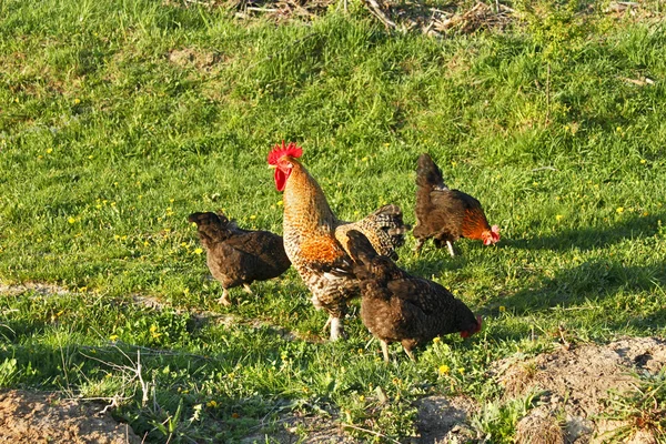 Петух и три курицы на лугу — стоковое фото