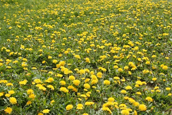 Un sacco di piante da denti di leone in fiore — Foto Stock