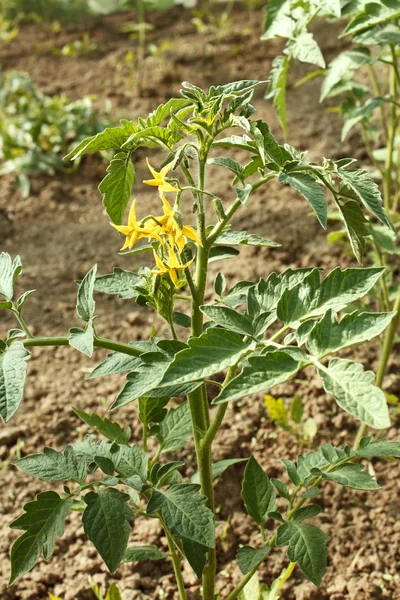 Flowering tomato plants — Stock Photo, Image