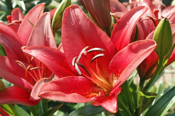 Red lily blooming — Stock Photo, Image