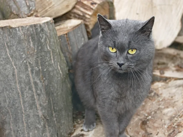 Gato cinzento perto dos troncos de madeira — Fotografia de Stock