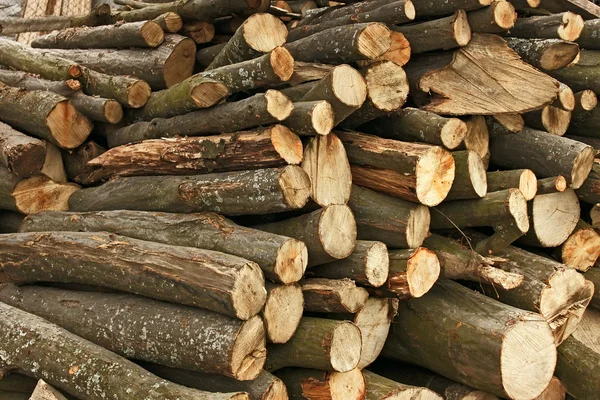 Pilha de troncos cortados com chifres — Fotografia de Stock